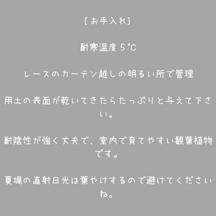 観葉植物現品販売