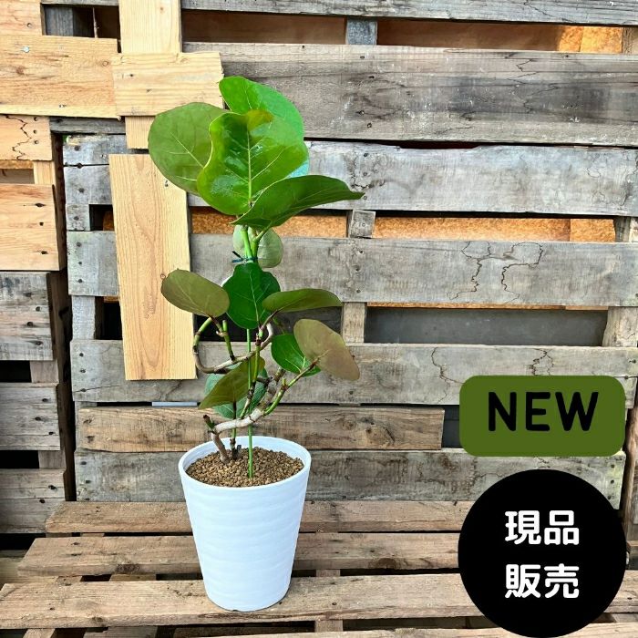 観葉植物現品販売