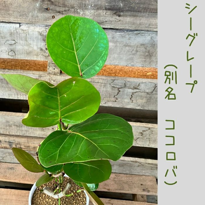 観葉植物現品販売