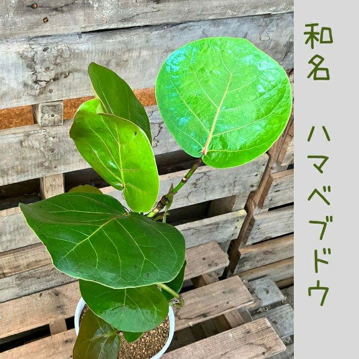 観葉植物現品販売