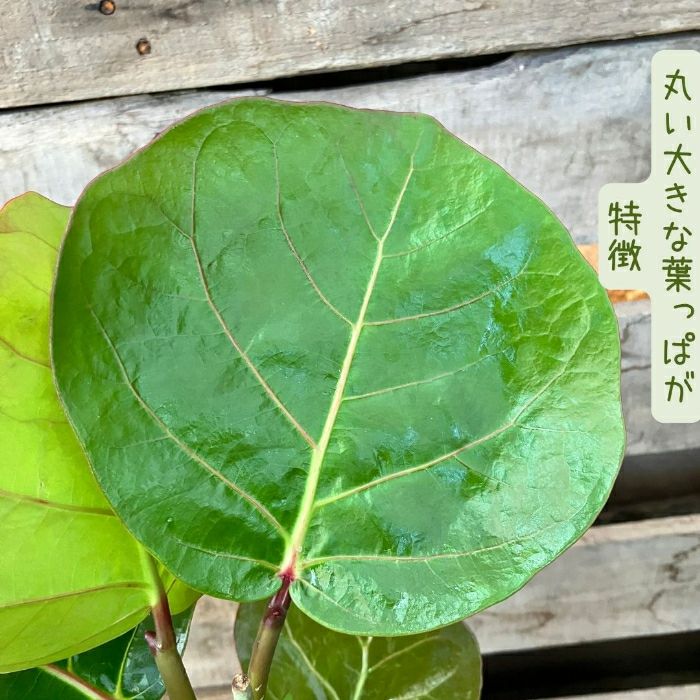 観葉植物現品販売