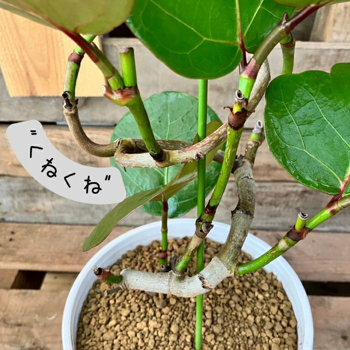 観葉植物現品販売