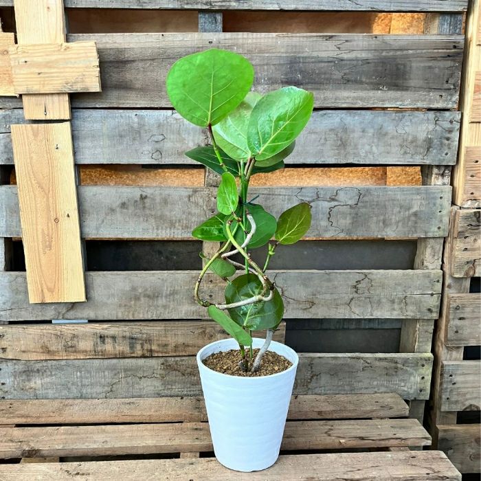 観葉植物現品販売