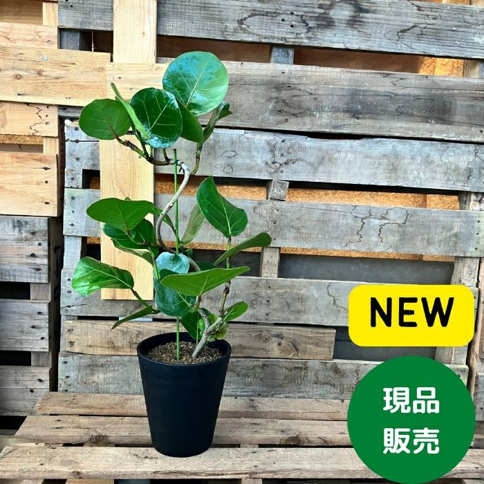 観葉植物現品販売