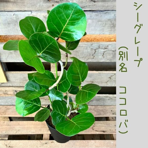 観葉植物 【現品 】おススメ！ くねくねシーグレープ （別名