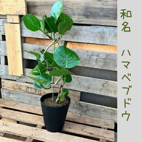 観葉植物 【現品 】おススメ！ くねくねシーグレープ （別名