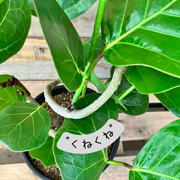 観葉植物現品販売