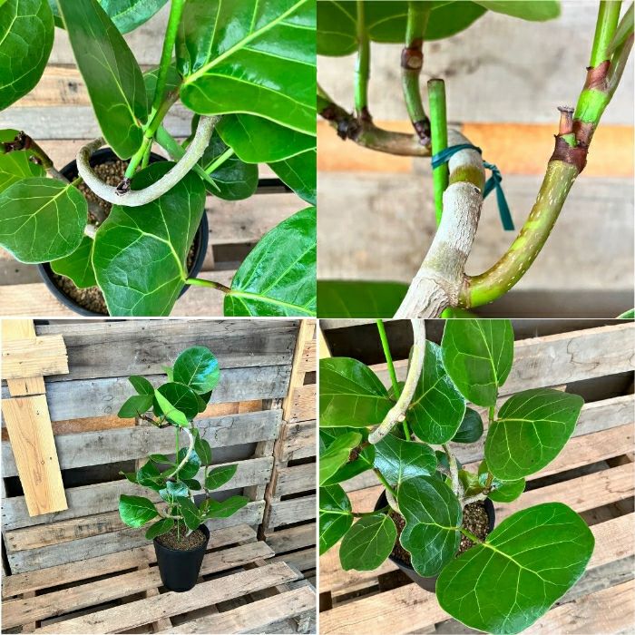 観葉植物現品販売