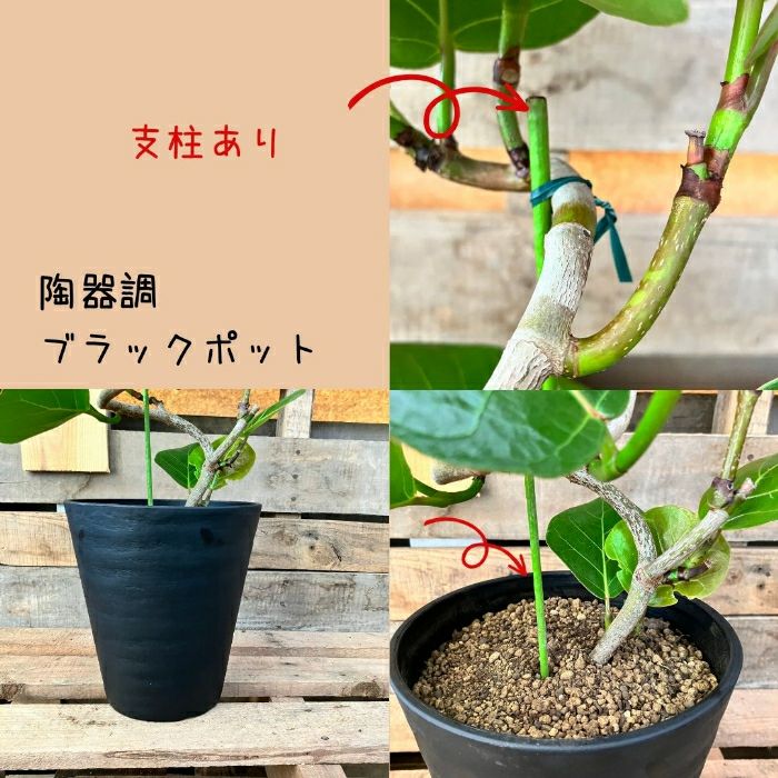 観葉植物現品販売