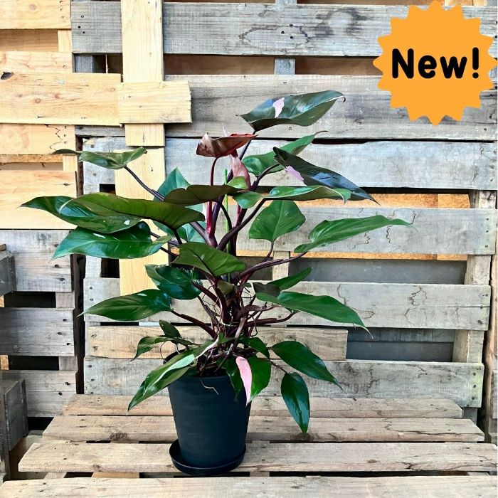 観葉植物現品販売