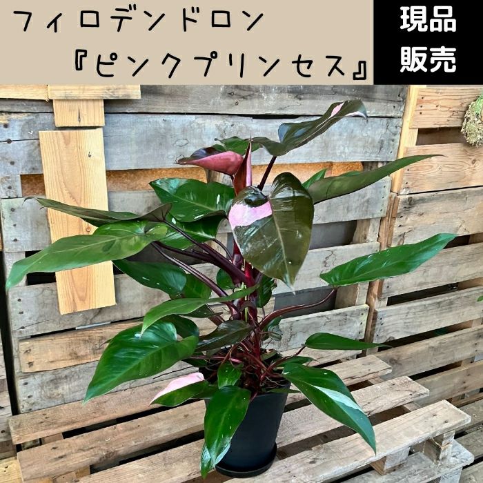 観葉植物現品販売
