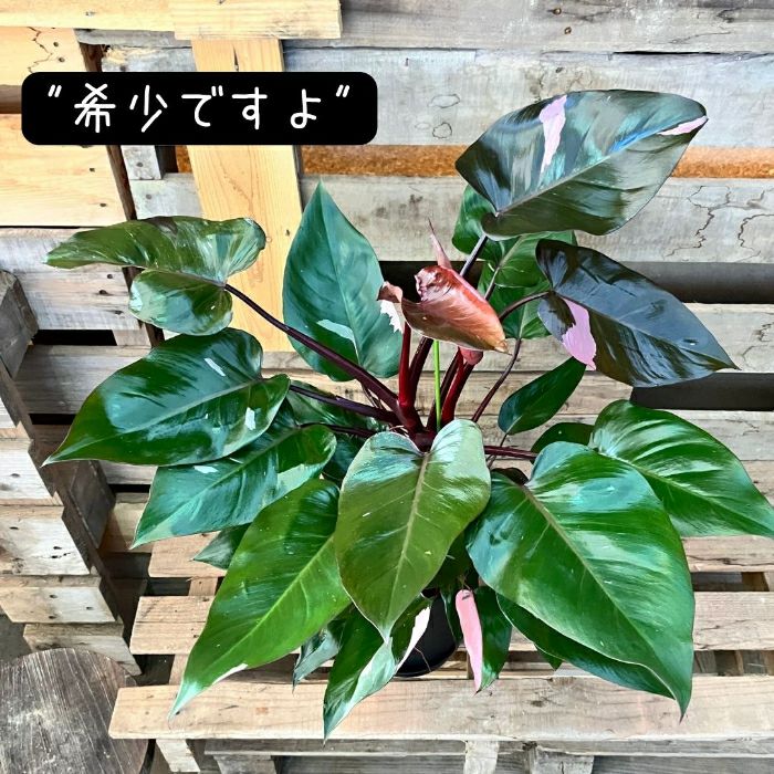 観葉植物現品販売