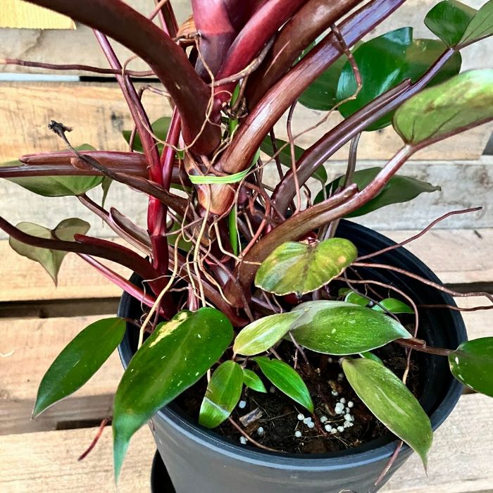 観葉植物現品販売