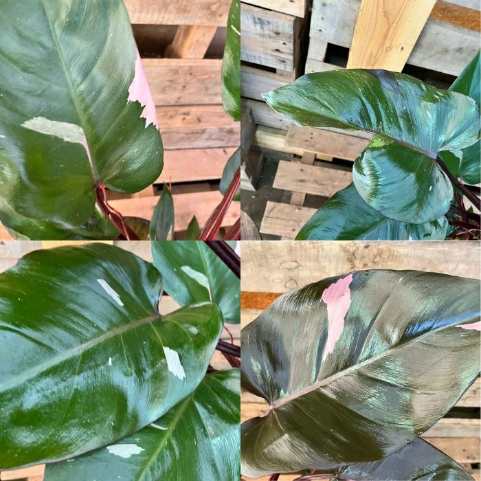 観葉植物現品販売