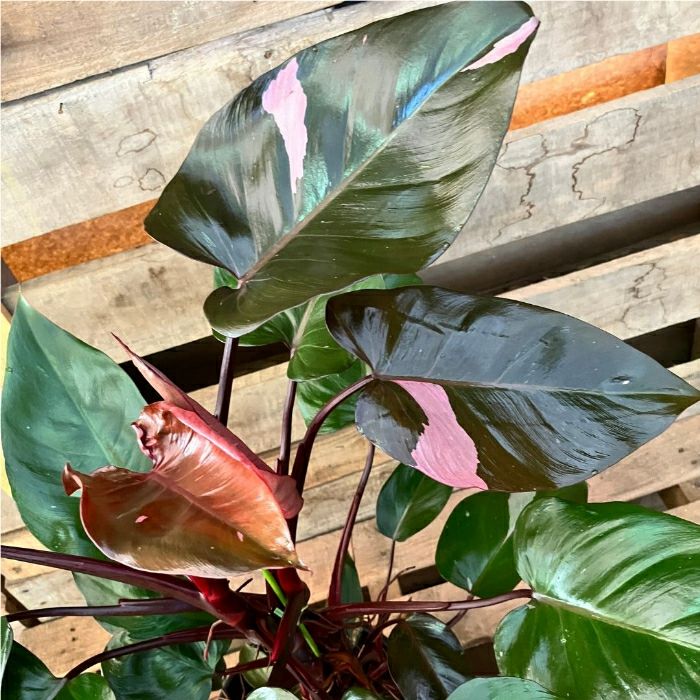 観葉植物現品販売