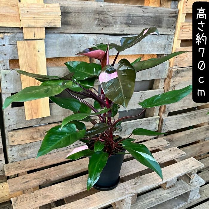 観葉植物現品販売