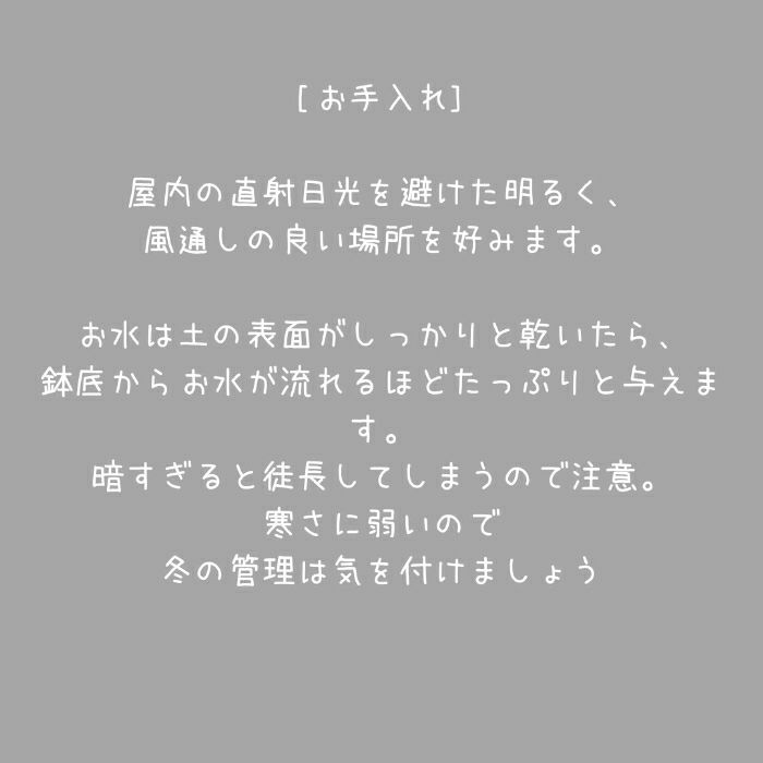 観葉植物現品販売