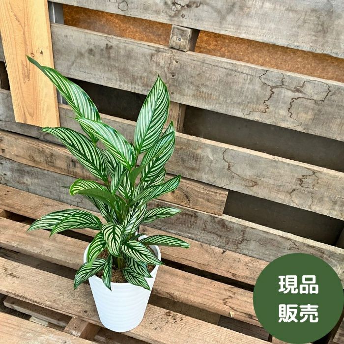 観葉植物現品販売