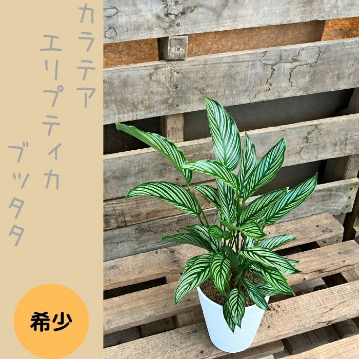 観葉植物現品販売