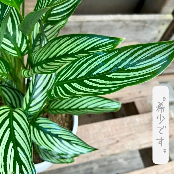 観葉植物現品販売