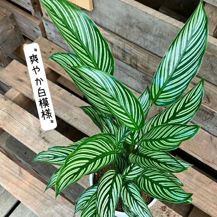 観葉植物現品販売