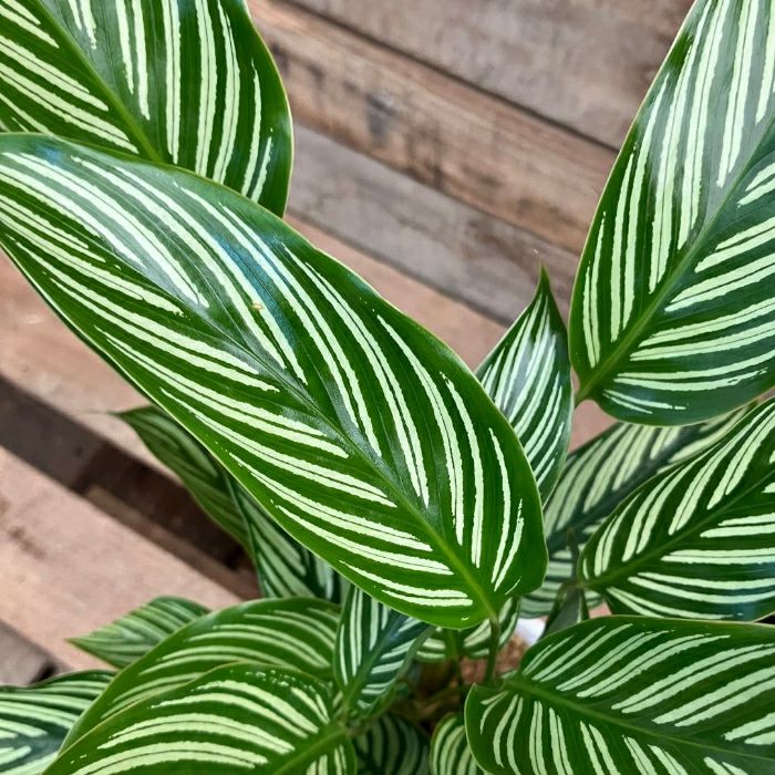 観葉植物現品販売