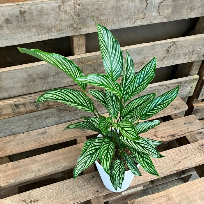 観葉植物現品販売