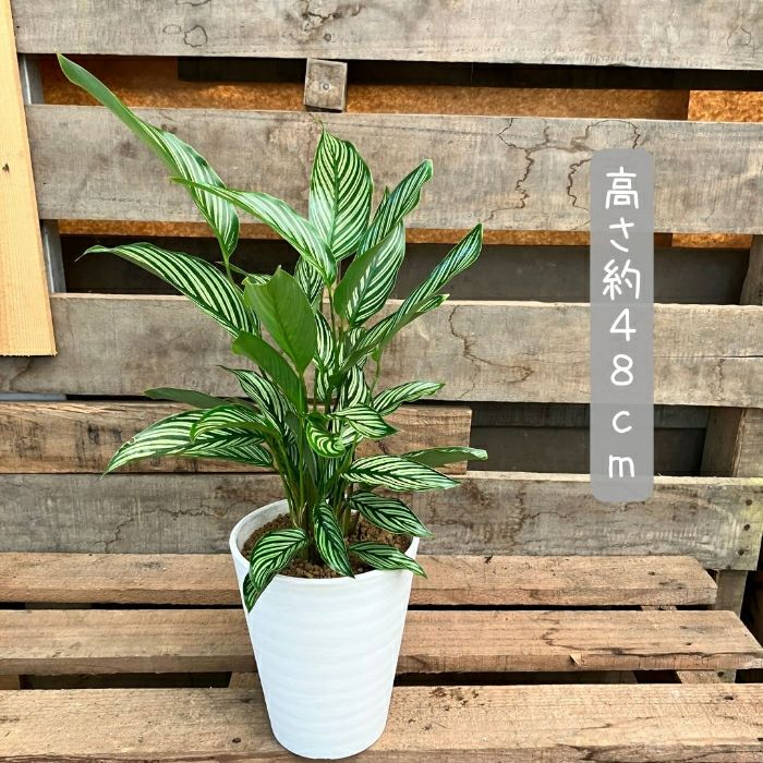 観葉植物現品販売