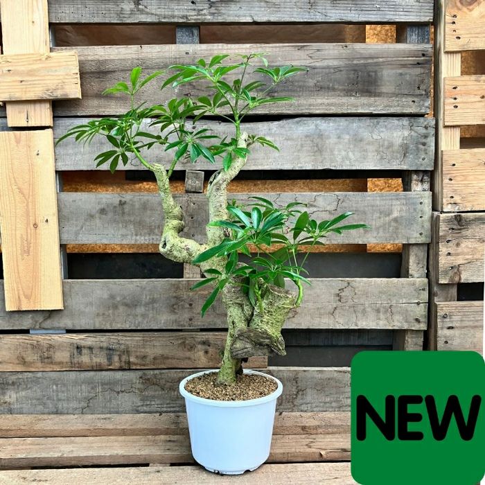 観葉植物現品販売