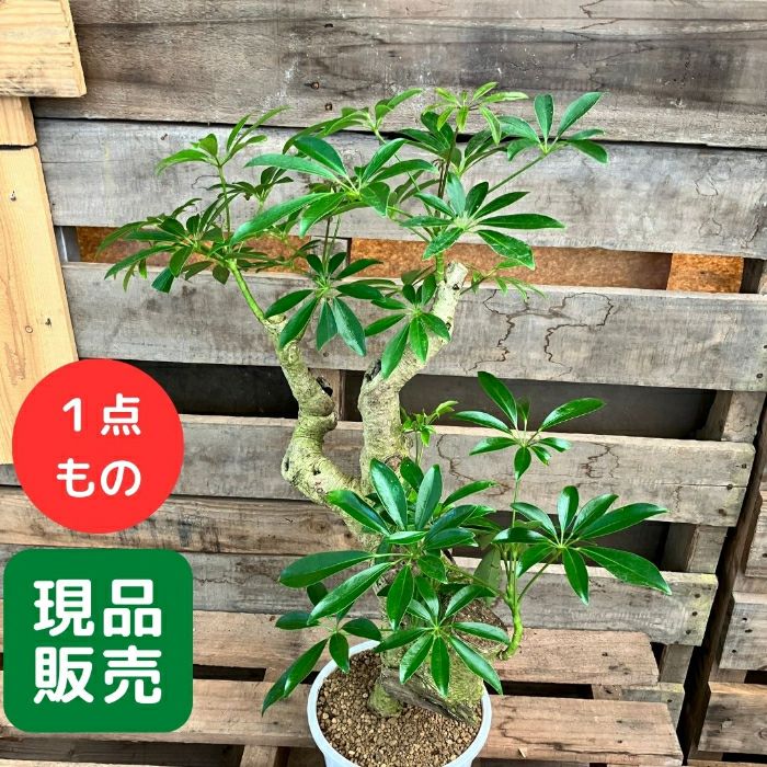 観葉植物現品販売