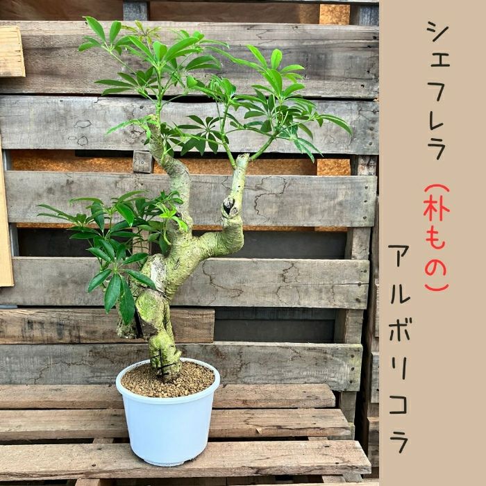 観葉植物現品販売