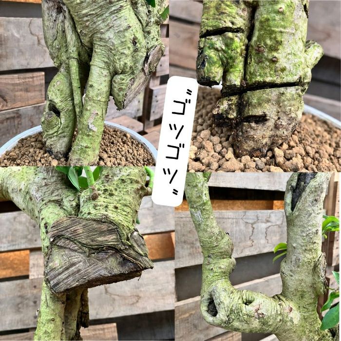 観葉植物現品販売