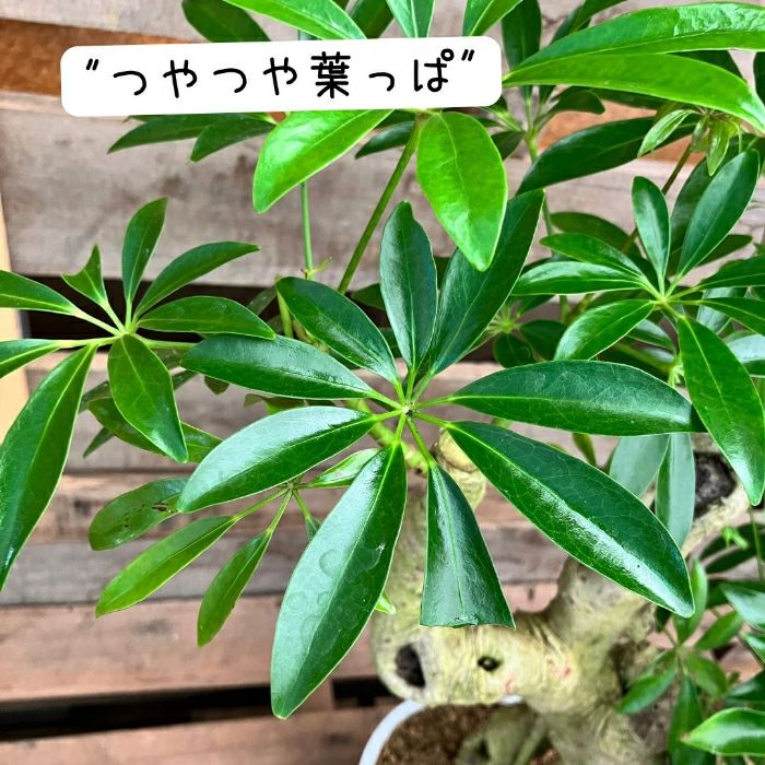 観葉植物現品販売