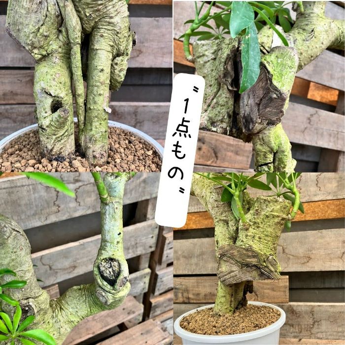 観葉植物現品販売