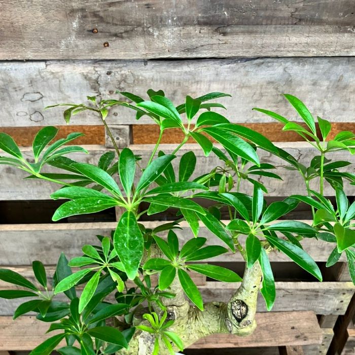 観葉植物現品販売