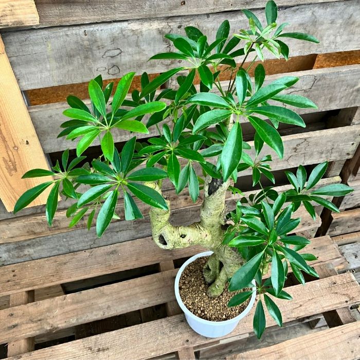 観葉植物現品販売