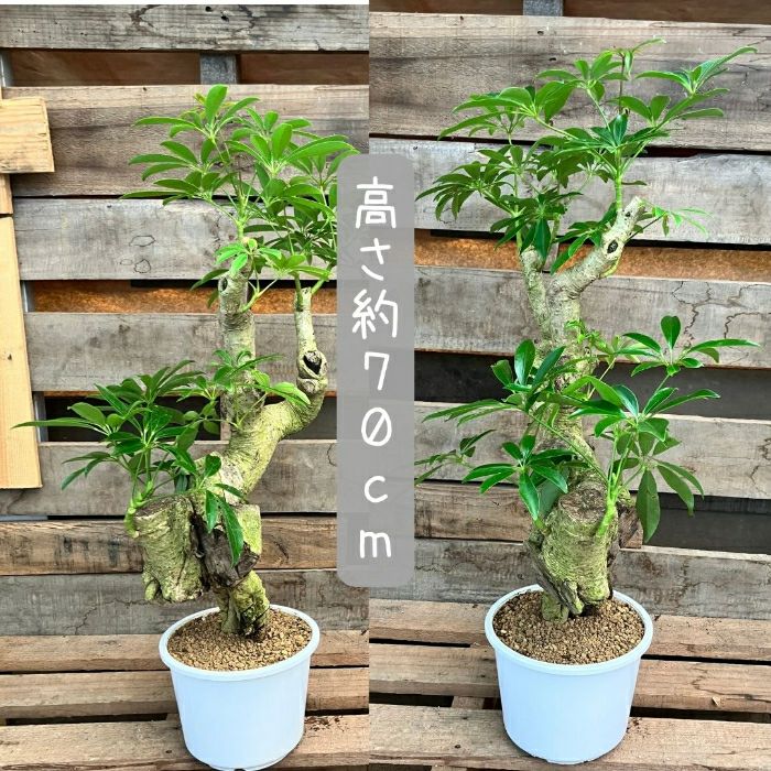 観葉植物現品販売