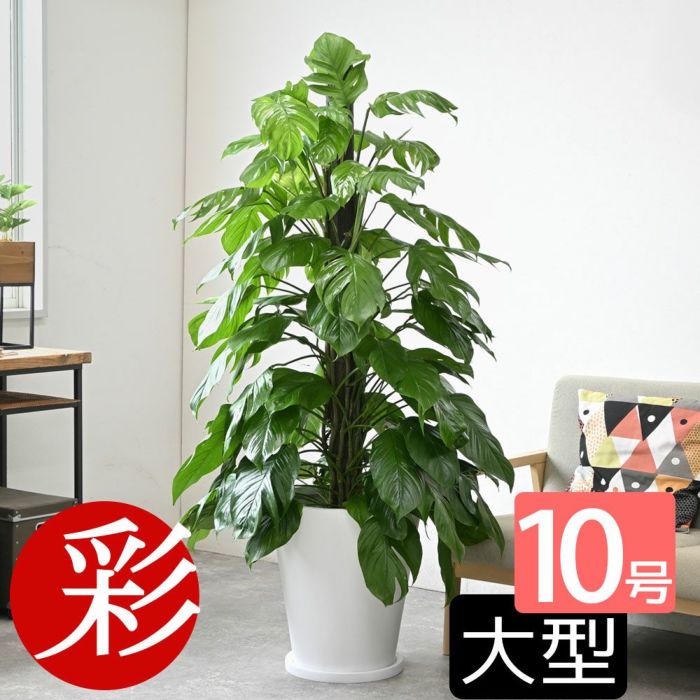 観葉植物 マングーカズラ 10号鉢