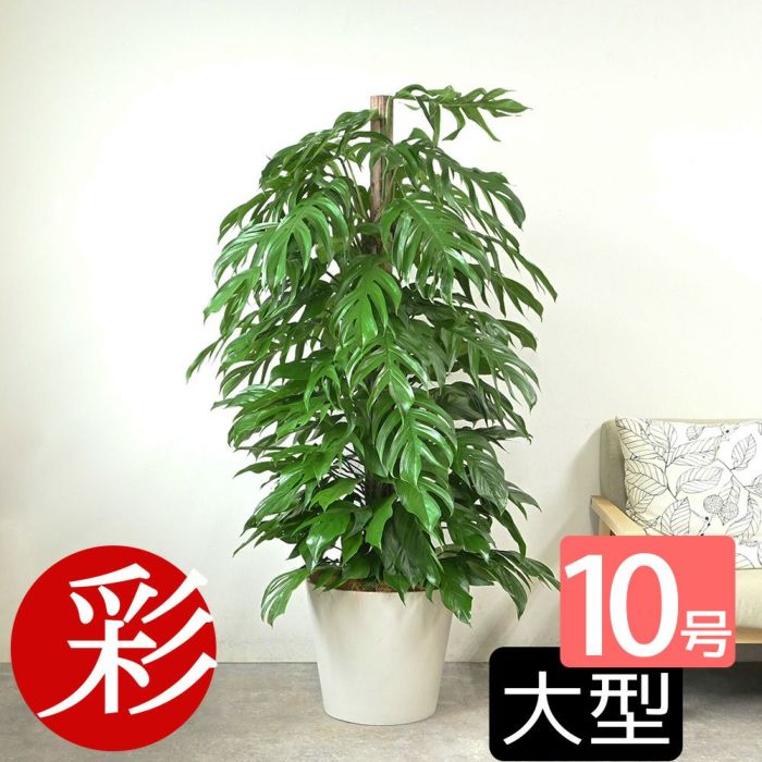 マングーカズラ 10号鉢 選べる鉢カバー付き 観葉植物 本物