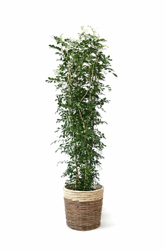 観葉植物 通販 【お取り寄せ】 ゲッキツ（シルクジャスミン） 10号鉢 KM190003