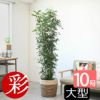 観葉植物 通販 【お取り寄せ】 ゲッキツ（シルクジャスミン） 10号鉢 KM190003