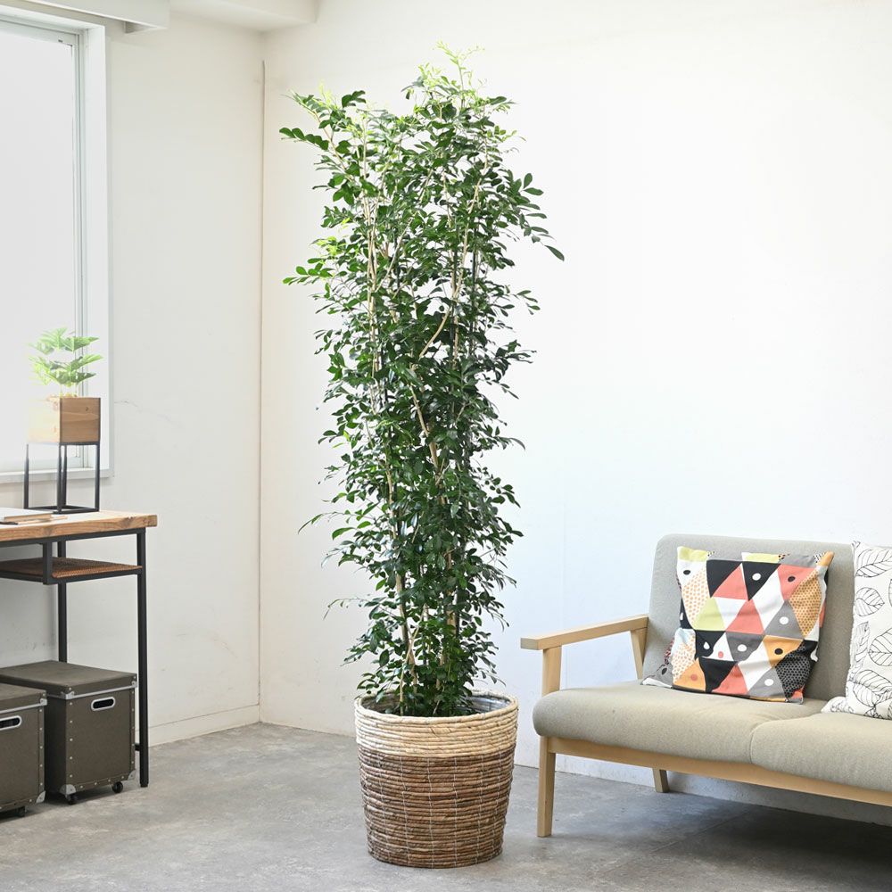 観葉植物 通販 【お取り寄せ】 ゲッキツ（シルクジャスミン） 10号鉢 KM190003