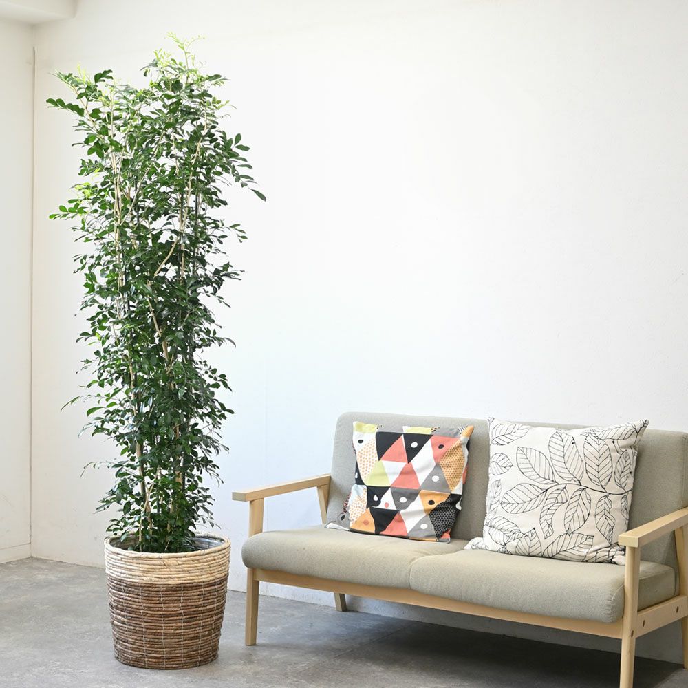 観葉植物 通販 【お取り寄せ】 ゲッキツ（シルクジャスミン） 10号鉢 KM190003