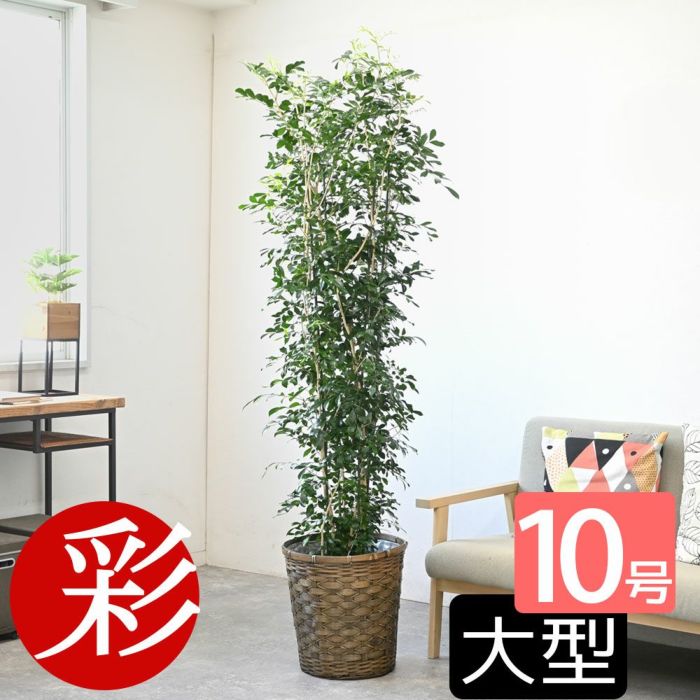 観葉植物 通販 【お取り寄せ】 ゲッキツ（シルクジャスミン） 10号鉢 KM190003
