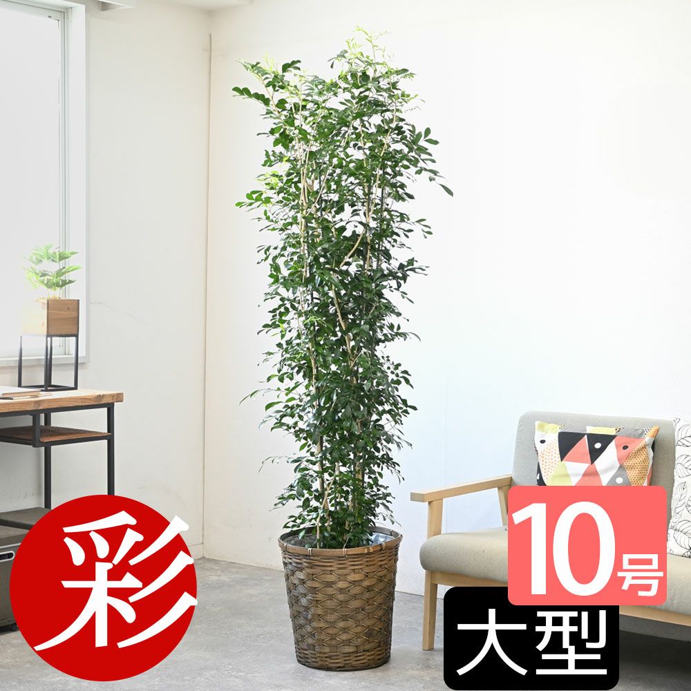 観葉植物 通販 【お取り寄せ】 ゲッキツ（シルクジャスミン） 10号鉢 KM190003