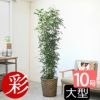 観葉植物 通販 【お取り寄せ】 ゲッキツ（シルクジャスミン） 10号鉢 KM190003