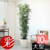 観葉植物 通販 【お取り寄せ】 ゲッキツ（シルクジャスミン） 10号鉢 KM190003