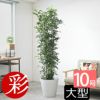 観葉植物 通販 【お取り寄せ】 ゲッキツ（シルクジャスミン） 10号鉢 KM190003