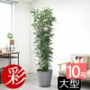 観葉植物 通販 【お取り寄せ】 ゲッキツ（シルクジャスミン） 10号鉢 KM190003