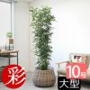 観葉植物 通販 【お取り寄せ】 ゲッキツ（シルクジャスミン） 10号鉢 KM190003